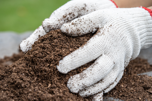 Hand holding peat moss organic matter improve soil for agricultu